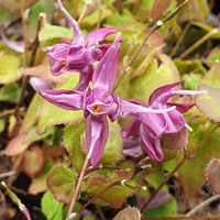Epimedium grandiflorum 'Shiho'